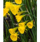 Jub Holland Daffodil Golden Bells - Hoop Daffodil - Yellow Dwarf Daffodil With Multiple Flowers on Stems