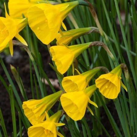 Jub Holland Daffodil Golden Bells - Hoop Daffodil - Yellow Dwarf Daffodil With Multiple Flowers on Stems