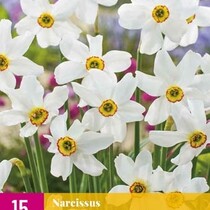 Narzisse - Narcissus Recurvus - 10 Blumenzwiebeln