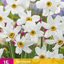 Daffodil - Narcissus Recurvus - 15 Bulbs