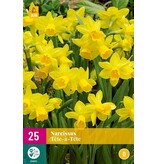 Jub Holland Narcis Tête à Tête - De Populairste En Meest Gekweekte Narcis  En Is Geel Van Kleur