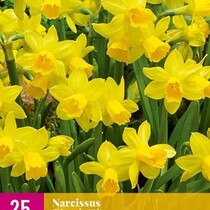 Narzisse - Narcissus Tête à Tête - 25 Blumenzwiebeln