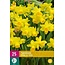 Jub Holland Narcis Tête à Tête - De Populairste En Meest Gekweekte Narcis En Is Geel Van Kleur