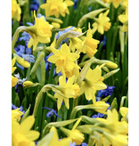 Jub Holland Narcis Tête à Tête - De Populairste En Meest Gekweekte Narcis  En Is Geel Van Kleur