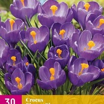 Crocus Blue - 30 Bulbs