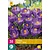Jub Holland Crocus Blue - 30 Bulbs