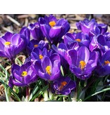 Jub Holland Crocus Blauw - Een Grootbloemig Bolgewas En Bloeit Vanaf Februari