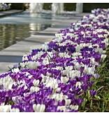 Jub Holland Crocus Blauw / Wit - Gemengde Krokussen 30 Bollen - Ideaal Voor Verwildering