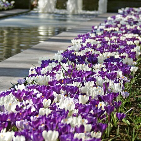 Jub Holland Crocus Blauw / Wit - Gemengde Krokussen 30 Bollen - Ideaal Voor Verwildering