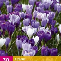 Crocus Blue / White - 30 Bulbs