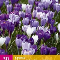 Crocus Blauw / Wit - 30 Bollen