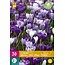 Jub Holland Crocus Blauw / Wit - Gemengde Krokussen 30 Bollen - Ideaal Voor Verwildering