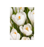 Jub Holland Crocus White - Large-flowered Crocuses - Ideal for Naturalising