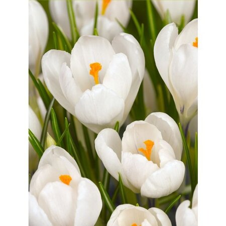 Jub Holland Krokus weiß - Großblütige Krokusse - Ideal zum Einpflanz