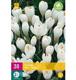 Jub Holland Krokus weiß - Großblütige Krokusse - Ideal zum Einpflanz