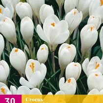 Crocus Wit - 30 Bollen