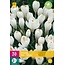 Jub Holland Krokus weiß - Großblütige Krokusse - Ideal zum Einpflanz