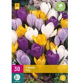 Jub Holland Crocus Mix - Large-flowered / Mixed Crocuses - Easy to propagate