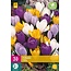 Jub Holland Crocus Mix - Large-flowered / Mixed Crocuses - Easy to propagate