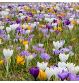 Jub Holland Crocus Mix - Large-flowered / Mixed Crocuses - Easy to propagate