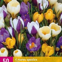 Crocus Species Mix - 50 Bulbs