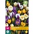 Jub Holland Crocus Species Mix - 50 Bulbs