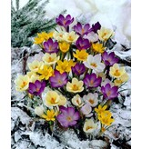 Jub Holland Crocus Species Mix - Small-flowered Crocuses Mixed - Ideal for Naturalising