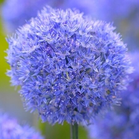 Jub Holland Allium Caeruleum (Sieruien) - Blauwe Bloemen Op Smalle Stengels - Verwildering