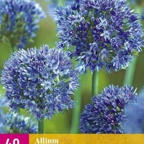 Allium Caeruleum - 40 Blumenzwiebeln