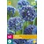 Jub Holland Allium Caeruleum - 40 Bollen