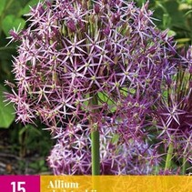 Allium Christophii - 15 Bulbs