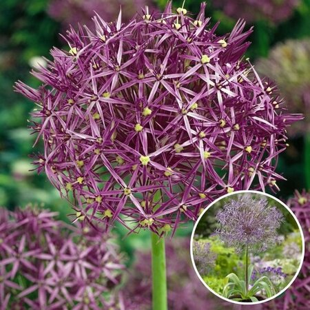 Jub Holland Allium Christophii - Sieruien - Grootverpakking - Ideaal Voor Verwildering