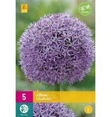 Jub Holland Allium Gladiator - Huge purple flowers on tall sturdy stalks