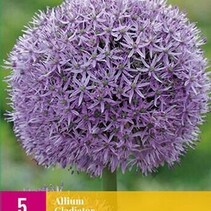 Allium Gladiator - 5 Blumenzwiebeln