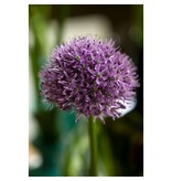 Jub Holland Allium Gladiator - Huge purple flowers on tall sturdy stalks