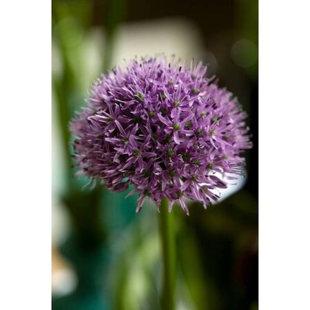 Jub Holland Allium Gladiator - Enorme Paarse Bloemen Op Hoge Stevige Stelen