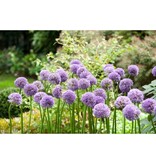 Jub Holland Allium Gladiator - Huge purple flowers on tall sturdy stalks