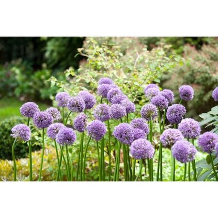 Jub Holland Allium Gladiator - Huge purple flowers on tall sturdy stalks