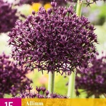 Allium Miami - 15 Blumenzwiebeln