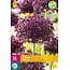 Jub Holland Allium Miami - Popular Allium Species With Large Purple Flowers