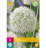 Jub Holland Allium Mount Everest (Sierui) Witte Bloem Op Lange Steel 125 cm. Hoog