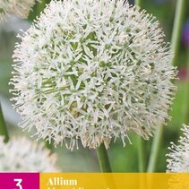 Allium Mount Everest - 3 Bulbs