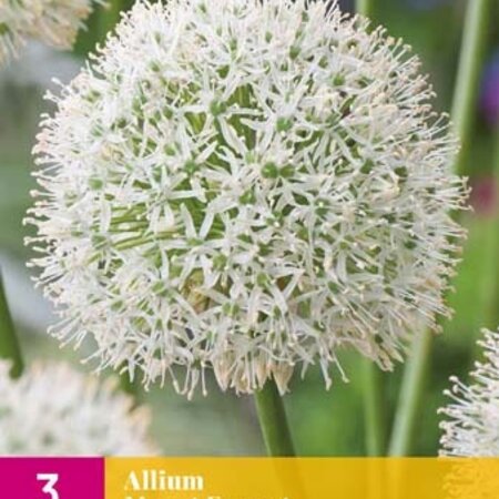 Jub Holland Allium Mount Everest (Ornamental Onion) White Flower On Long Stem 125 cm. High