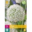 Jub Holland Allium Mount Everest (Sierui) Witte Bloem Op Lange Steel 125 cm. Hoog