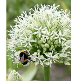 Jub Holland Allium Mount Everest (Sierui) Witte Bloem Op Lange Steel 125 cm. Hoog