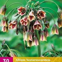 Allium Nectaroscordum Siculum - 30 Bulbs