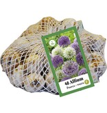 Jub Holland Allium Purple / White - Mixed Flowers - Late bloomers - For a Natural Garden
