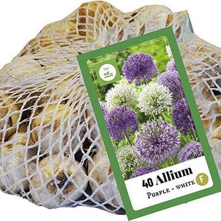 Jub Holland Allium Purple / White - Gemischte Blumen - Spätblüher - Für einen natürlichen Garten