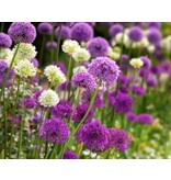 Jub Holland Allium Purple / White - Gemischte Blumen - Spätblüher - Für einen natürlichen Garten