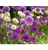 Jub Holland Allium Purple / White - Mixed Flowers - Late bloomers - For a Natural Garden